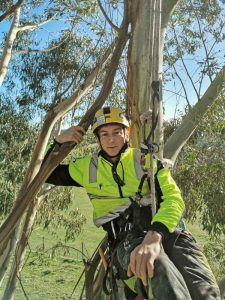 climbing arborist