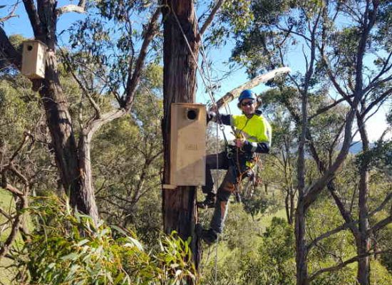 installing habitat box in gum tree