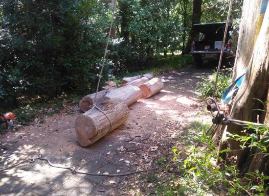 controlled lowering of logs from tree