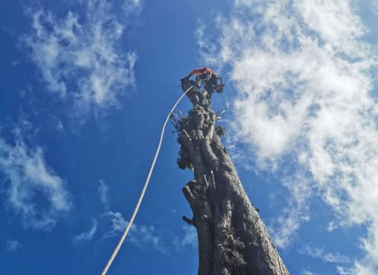 large tree removal